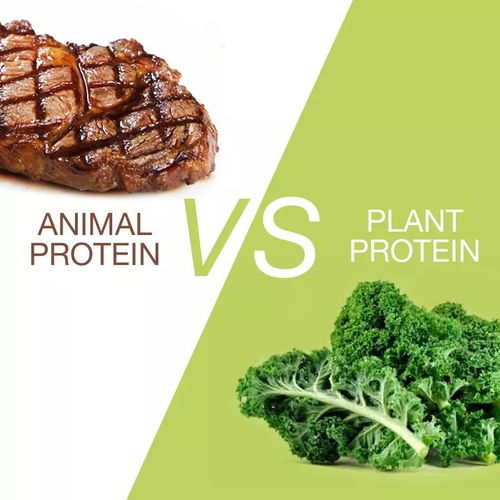 动物性蛋白质与植物性蛋白质的比例是多少