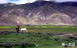 西藏农业生产特点